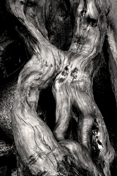 Photograph Ric Peterson Driftwood on One Eyeland